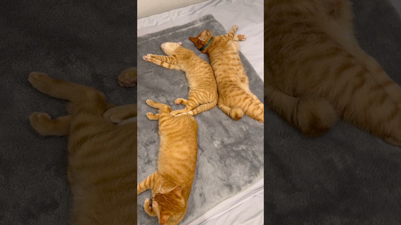 背中ぴったんこ🫶🏻 ＃きなとなこ＃きなとなこの成長記録＃きなとなこときこ＃きなとなこときこの成長記録#茶トラ＃茶トラ兄弟＃猫のいる暮らし#猫 #cat