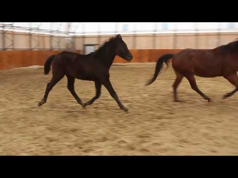 Black Power v Bernay  - Millenium - Wolkentanz - Donnerhall FOR SALE  Rappe HF RaHF Duir Ask Ichschi