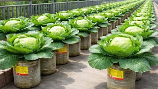 This Plastic Bottle Cabbage Method Will Truly Surprise You