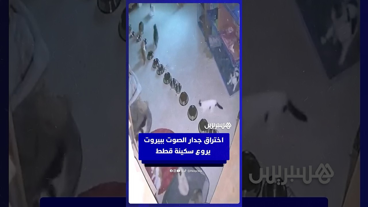 كاميرات مراقبة توثق لحظات رعب عاشتها القطط في مأوى ببيروت إثر خرق جدار الصوت thumbnail