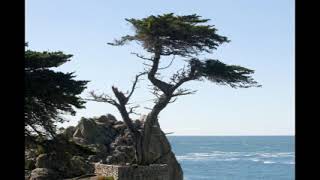 Kelly Joe Phelps - Cypress Grove