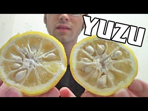 Yuzu Fruit Review in Hong Kong - Weird Fruit Explorer - Ep. 56