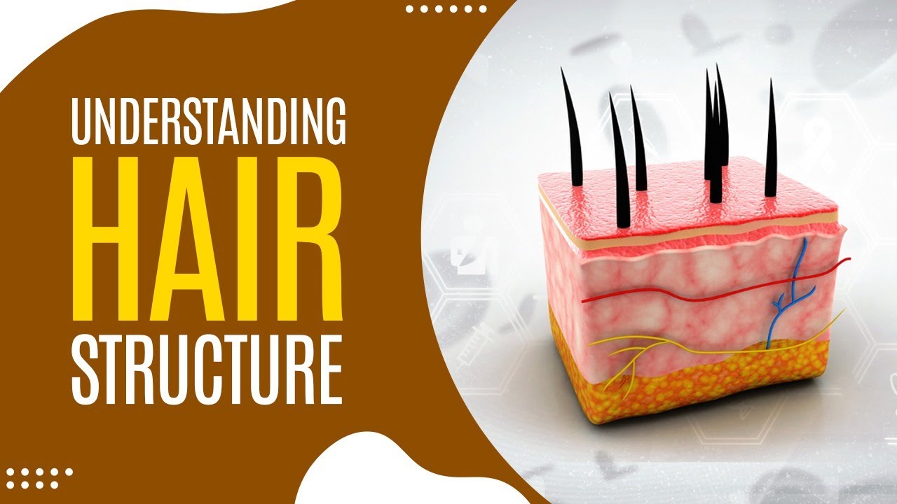 Understanding Hair Structure