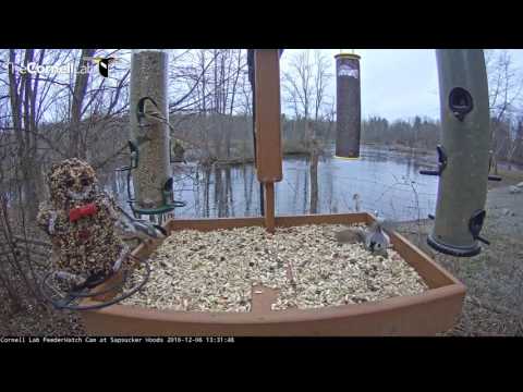 Tufted Titmice and Black-capped Chickadees Pick Up Seeds – Dec. 6, 2016