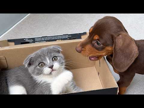 YouTube 썸네일