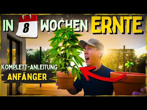 Autoflower Anzucht vom Samen bis zur Ernte 😱 KOMPLETTANLEITUNG inklusive Blütephase