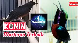 Download lagu Masteran Mewah Kolibri Ninja / Konin Untuk Murai Trotol Cucak Ijo Juara #SHAMA #Malaysia #Thai mp3 Download lagu Masteran Mewah Kolibri Ninja / Konin Untuk Murai Trotol Cucak Ijo Juara #SHAMA #Malaysia #Thai mp3