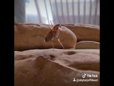 TIKTOK - Cucaracha mi pan zu zu ñam ñam
