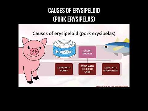 , title : 'Causes of erysipeloid (pork erysipelas) #erysipeloid #erysipelas #infection #porkerysipelas'