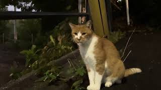 食後のちゃ〜ちゃん。#猫動画かわいい 