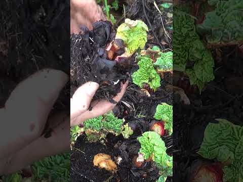 Fast, Safe Rhubarb Multiplication - Multiply Your Rhubarb