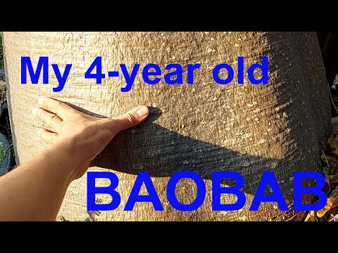 4-year old Baobab tree update