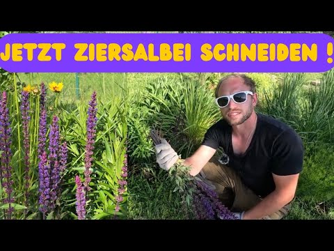 Alles über das Schneiden von Ziersalbei !