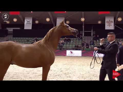N.44 ERANTIS - Lier 2018 - Yearling Colts (Class 2B)