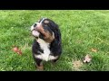 Bernese Mountain Dog dogs for sale: Fritz - Video 1