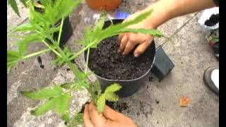 How To Grow Weed Outdoors