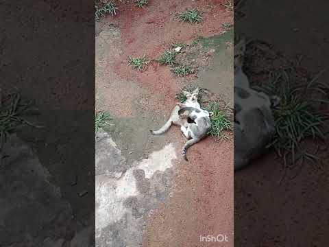 kitten  are playing and.enjoy.@ cat