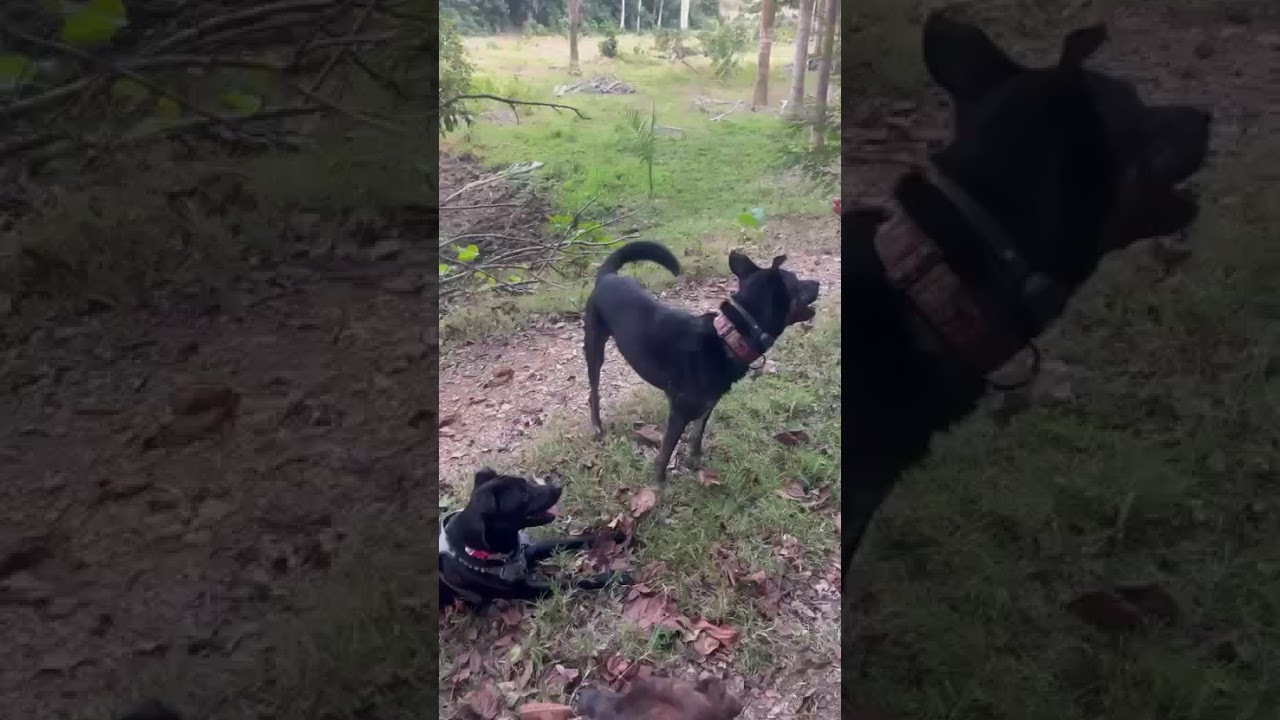 Enlarge Salma, a Adoptable mixed breed in Seattle, WA video 6/6