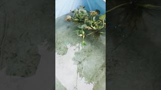 Download lagu Melihat Baby Ikan Mujair Lucu Kumpay Viral mp3