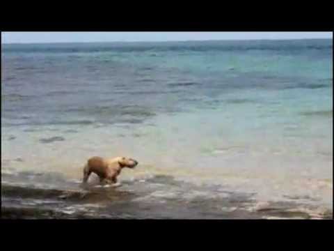 Crazy Dog Bites Shark