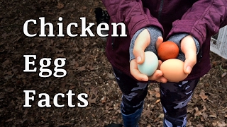 Farm Fresh Chicken Egg Facts