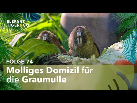 Graumulle ziehen in ihr Winterquartier (Folge 74) | Elefant, Tiger & Co. | MDR