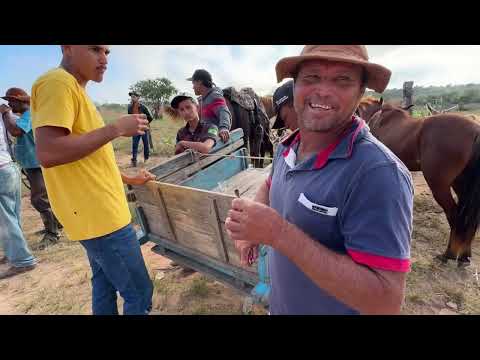 Feira de Cavalos em senador Rui palmeira - AL 14 - 07 - 2026 #nordeste
