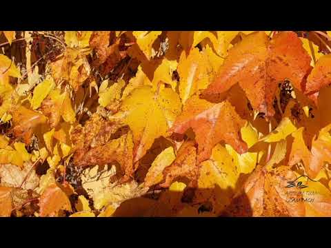 Parthenocissus tricuspidata loubinec trojlaločný