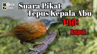 Download lagu 🔴 Suara Pikat Tepus Kepala Abu Paling Joos mp3