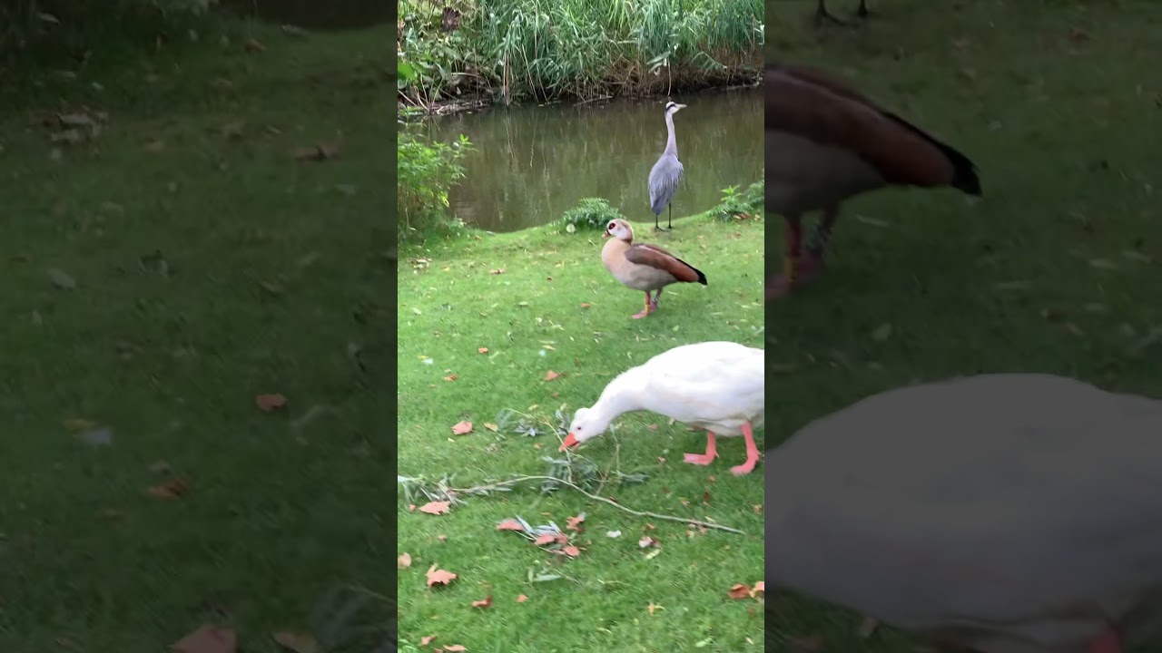 YouTube Short thumbnail