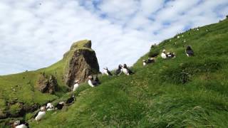 preview picture of video 'The Puffins on The Mykines, The Faroe Islands'
