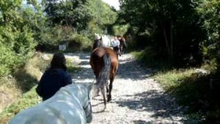 preview picture of video 'Les écuries de l'Aullagnier,pension chevaux et poneys, le retour au parc'