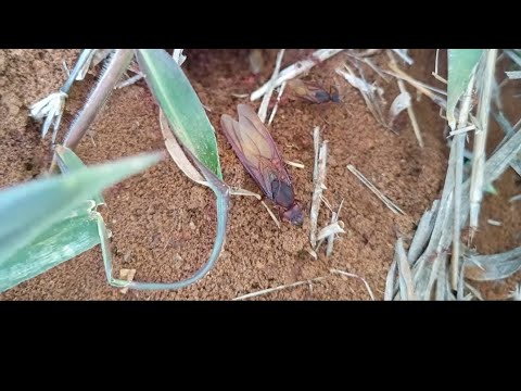 Olha o Iça 😍🐜🐜 no Formigueiro 😋