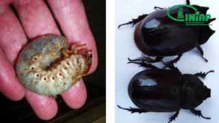 Plagas en el cultivo de palma