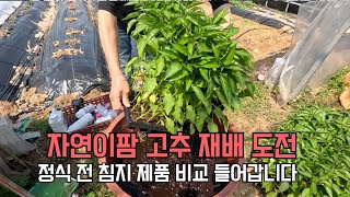 자연이팜 딸기 농장에서 올해는 고추 재배 도전합니다!!! 자 침지부터 검증들어가겠습니다.