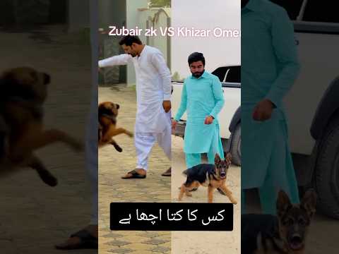Khizar omer dog or zubair zk dog #dog #doglove #dogs #khizaromer #zubairzk #khizaromerpro #viral