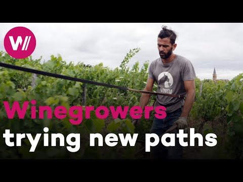 Vinhos franceses: quando a tradição encontra a paixão