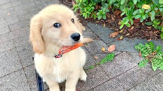 - びすけは子犬の頃から愛を届けていました