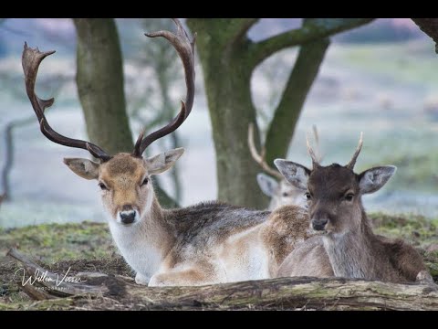 Interview bij Heemskerk FM - Foto Willem Visser in National Geographic kalender 2021