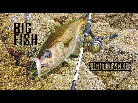 Lure Fishing | EPIC LRF Session- Mackerel, Coal Fish, Cod and Pollack