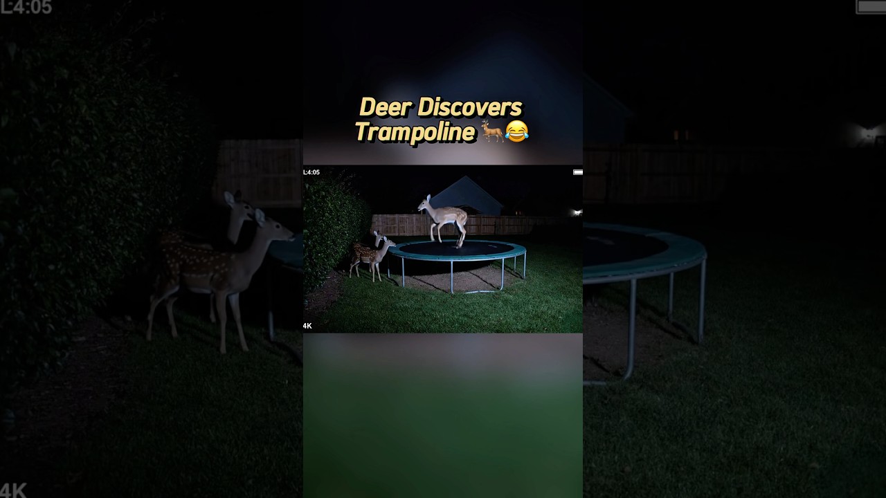 😂 Deer Discovers Trampoline… and Fails! 🦌🤣 #funnyanimals #deer #trampoline