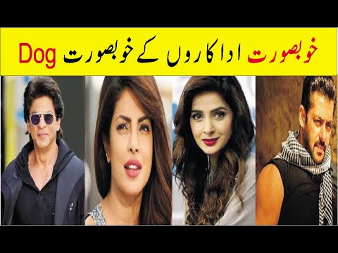 world's most expensive dog of Bollywood  Star