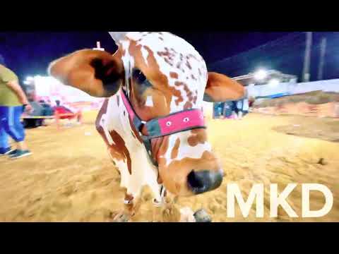 Season 2022 Ka "5" TAANGOU Wala BACHRA !!!