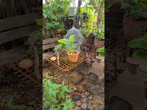 木やペレットの灰を嫌う植物は何ですか?  庭園