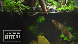 Snakehead Grows Up In Paludarium Waterfall l Channa Asiatica l 9 Months Update
