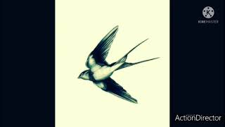 Download lagu sp.suara walet juta (mp3 dound) mp3 Download lagu sp.suara walet juta (mp3 dound) mp3