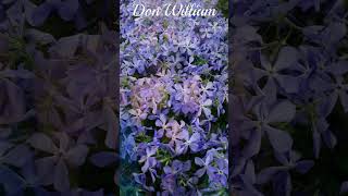 💘Goodbye Isn’t Really Good at All💘Don Williams #shorts @Chantertracks #donwilliamssongs #country
