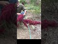 Tipps Zur Amaranth Ernte