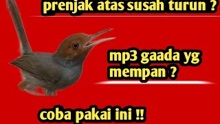 Download lagu Suara pikat prenjak atas atau prenjak tamu liar super ampuh mp3