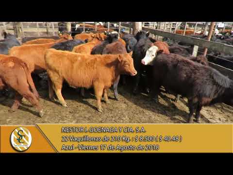 17-08-18 Venta de Hembras - Nestor I. Goenaga y Cía. S.A. - Azul